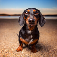 dachshund on the beach at sunset