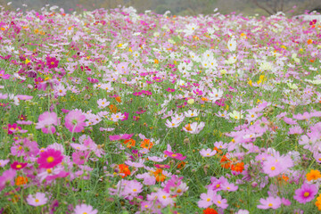 ハイキーに写したコスモス畑 