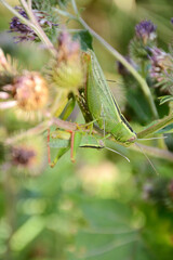 Green grasshoppers