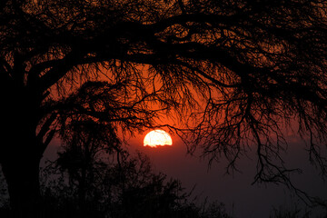 sunrise behind tree
