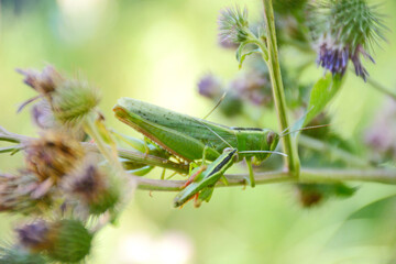 Green grasshoppers