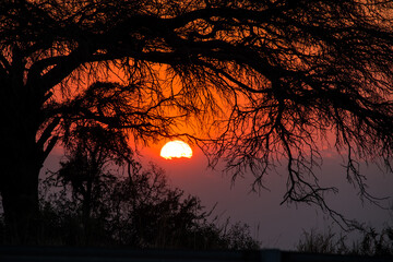 sunrise behind tree