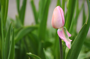 Pink tulip, green leaves, park.