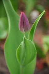 Pink tulip, green leaves, park.