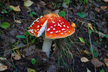 Poisonous Amanita muscaria mushrooms grow up in a autumn forest.