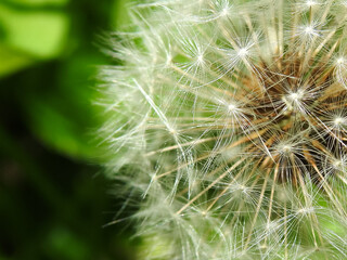 Dry Dandelion Flower Closeup On Natural Background