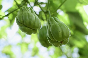 Chayote (Sechium edule) - Chayote on tree, Close up details of chayote, Chayote ready to harvest in the garden