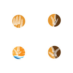 Set Wheat Logo Template vector symbol nature