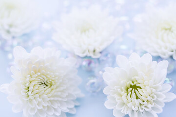 菊　白い花の背景素材