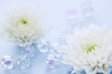菊　白い花の背景素材