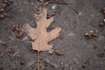 dry maple leaf on the ground