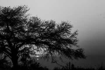 sunrise behind tree