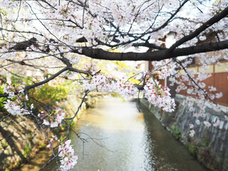 Obraz na płótnie Canvas 京都白川の桜