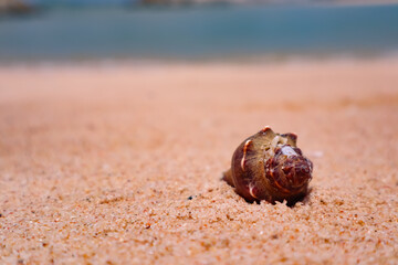shell on the beach