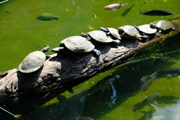 Fototapeta na wymiar Bolivia Santa Cruz de la Sierra - Turtles line-up in Santa Cruz Municipal Zoo