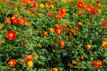 Bolivia Santa Cruz de la Sierra - Orange Cosmos flowers (Cosmos sulphureus)