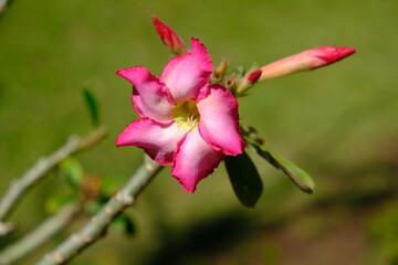 Obraz premium Bolivia Santa Cruz de la Sierra - Desert rose bloom (Adenium obesum)
