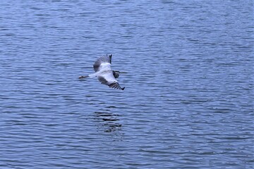 水面の上を低空飛行するアオサギ