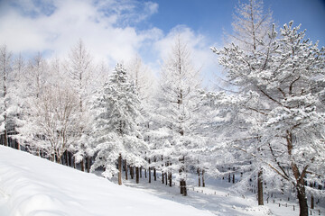 snow covered trees in the forest