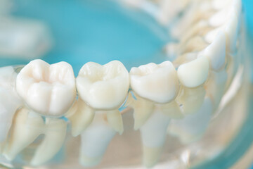 歯の模型 - obrazy, fototapety, plakaty