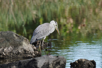 gray heron in field