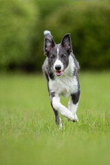 running border collie dog on the grass 