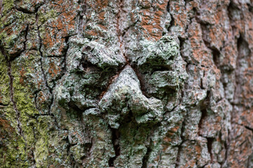 face on the bark of tree 