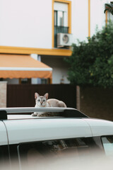 Grey male cat lying on the roof of a white car