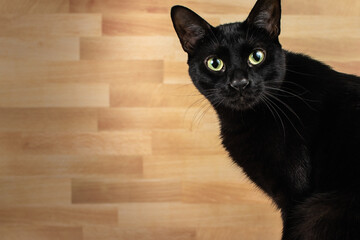 Cute wide-eyed black cat looking at the camera no people dead space butchers wood background 