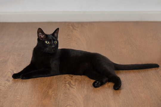 Black Cat Relaxing On The Living Room Floor Laying With Head Up Full-body No People 