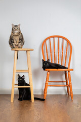 Three cats posing for a portrait clack cat laying on orange chair turtle shell domestic kitty sitting on wooden bar stoool black cat sitting under stool  adorable cats
