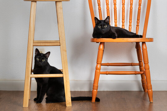 Two Black Cats One Laying On A Chair One Black Kitty Underneath A Bar Stool Looking At The Camera Cute Idle Pets 