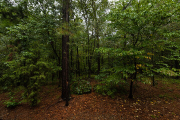 Trees in the forest green foliage dark shadow deep in the trees  