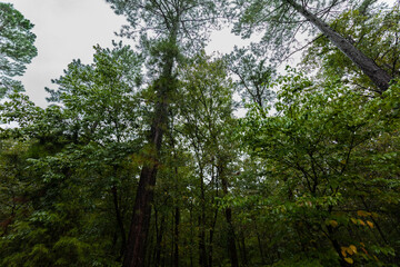 Obraz premium view looking up from the woods tall trees in the forest 