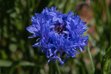 Blue Bachelor Button Flower in the Garden
