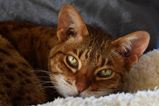 Chocolate Spot Ocicat Awakened From a Nap