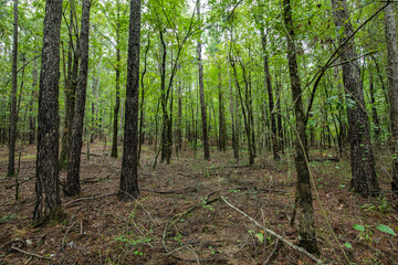 Trees line in the forest of Broken Bow Oklahoma tree trunks branches woods floor 