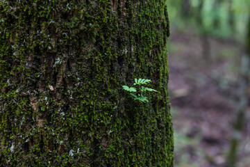 Small green tree branch growing out of a moss-covered large tree trunk in the woods close up textured background resourse 