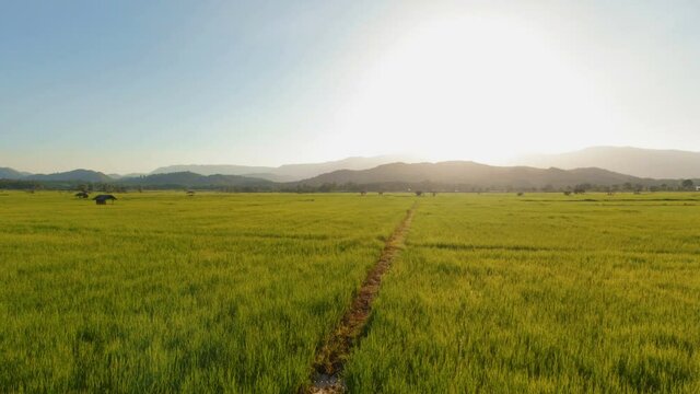 camera flying over green rice fields on countryside in Thailand, crane or drone flying shots