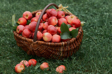 apples in a basket