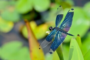 メタリックな光沢の羽根がきれいなチョウトンボ