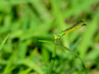 きれいなレモン色のキイトトンボ