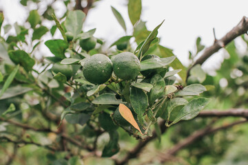 Green Mandarin Orange grow on tree in the farm garden.Branch with fresh green tangerines and leaves.agriculture industry.