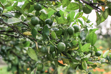 Green Mandarin Orange grow on tree in the farm garden.Branch with fresh green tangerines and leaves.agriculture industry.