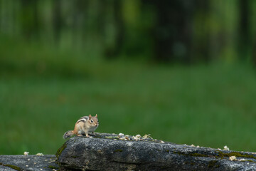 Scavenger Chipmunk and seeds landscape