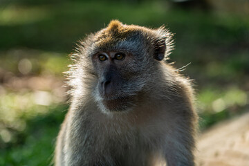 Long-tailed macaque close up portrait. Intense looking monkey.