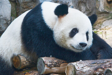 Fototapeta premium Panda at Beijing Zoo