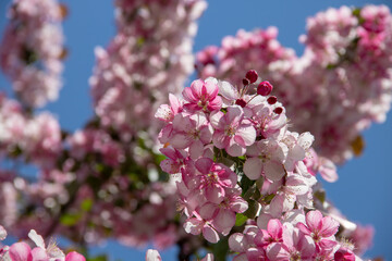 pink crabapple blossoms