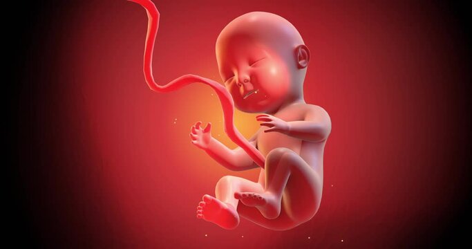 3D Human Baby Fetus CG Animation. Sleeping And Dreaming. Then Kicking And Moving. Seamless Loop. Science And Health Related High Quality 4K 3D Animation