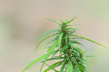 Fototapeta premium Young leaves of the cannabis tree Used to make medicines,marijuana,Illegal in some countries,Soft focus,selected focus,shallow depth of field.